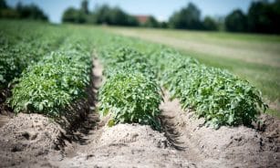 agriculture, potato, crop, field, plant, earth, potato cultivation, fields, food, potato plant, series, furrow, soil, arable crop, nature, potatoes, crop plant, field crop, tuber, nourishment