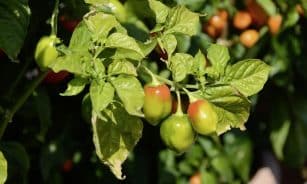 chili, jalapenos, plant, paprika, food, nature, vegetables, bio, red, bell pepper, sweet peppers