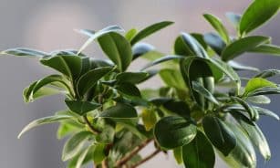 ficus, sheets, plant, vegetation, green, nature, ficus, ficus, ficus, ficus, ficus