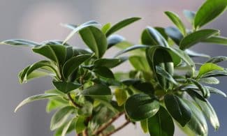 ficus, sheets, plant, vegetation, green, nature, ficus, ficus, ficus, ficus, ficus