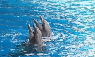 dolphin, dolphins, cetacean, marine mammal, dolphin basin, dolphinarium, duo, couple, together, swim, dolphin, dolphin, dolphin, dolphin, dolphin, dolphins, dolphins