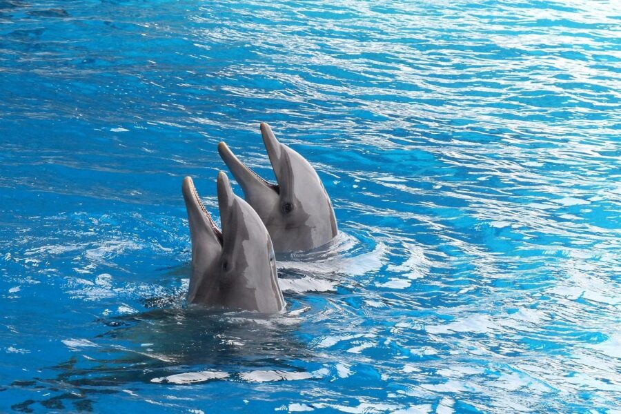 dolphin, dolphins, cetacean, marine mammal, dolphin basin, dolphinarium, duo, couple, together, swim, dolphin, dolphin, dolphin, dolphin, dolphin, dolphins, dolphins