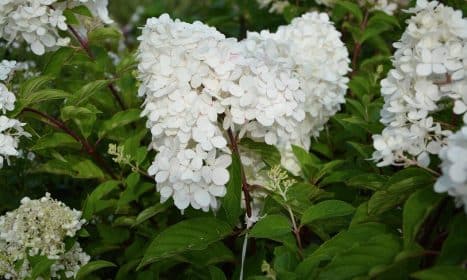 plant, beautiful flowers, flower, hydrangea paniculata, nature, flower background, flower wallpaper, white flowers