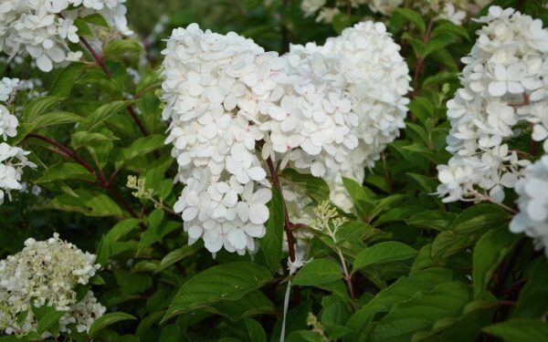 Hortenzijos džiugins milžiniškais žiedais: sužinokite, kodėl jas būtina genėti būtent dabar