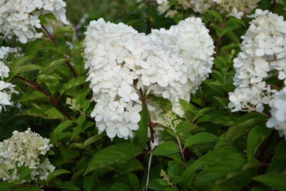 plant, beautiful flowers, flower, hydrangea paniculata, nature, flower background, flower wallpaper, white flowers