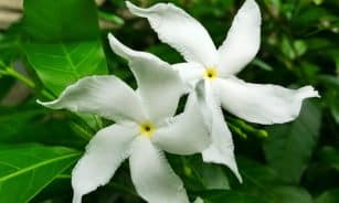 flower, flower background, white, nature, flower wallpaper, beautiful flowers, gardenia