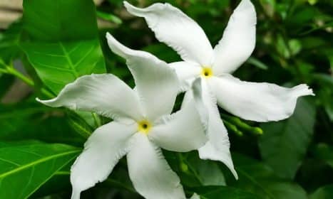 flower, flower background, white, nature, flower wallpaper, beautiful flowers, gardenia