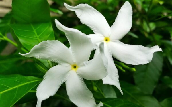 Kvepia geriau nei prabangūs kvepalai: kaip šią gėlę užauginti savo bute?