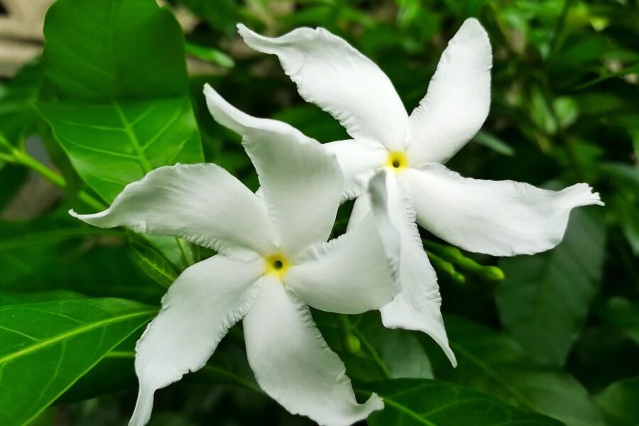 flower, flower background, white, nature, flower wallpaper, beautiful flowers, gardenia