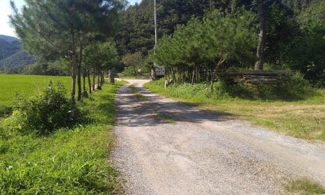 forest, road, country, tree, nature, emotion, break, garden, forest road, healing, tracking, korea