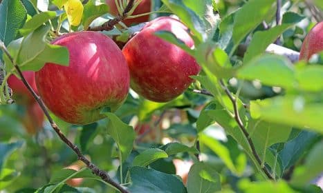 apple, ripe, red, fruit, apple tree, green tree, green apple, green fruits, apple, apple, apple, apple, apple, apple tree, apple tree