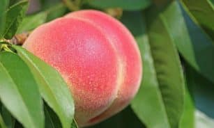 peach, fruit, food, fresh, healthy, ripe, organic, sweet, nature, produce, harvest, leaves, peach tree