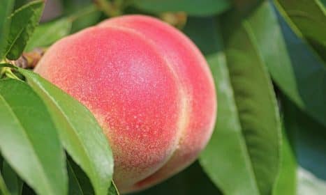 peach, fruit, food, fresh, healthy, ripe, organic, sweet, nature, produce, harvest, leaves, peach tree
