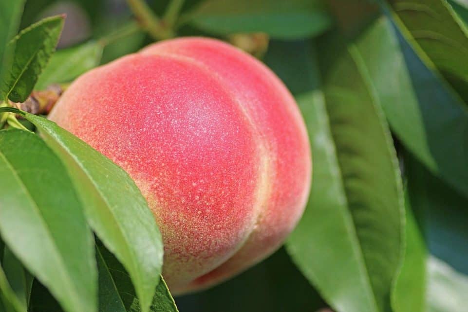peach, fruit, food, fresh, healthy, ripe, organic, sweet, nature, produce, harvest, leaves, peach tree
