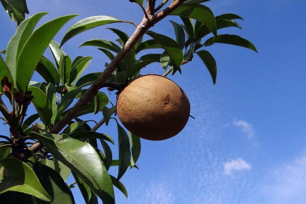 manilkara zapota, sapodilla, chikoo, sapota, tropical fruit, india, blue fruits, sapodilla, sapodilla, chikoo, chikoo, chikoo, chikoo, chikoo, sapota, sapota