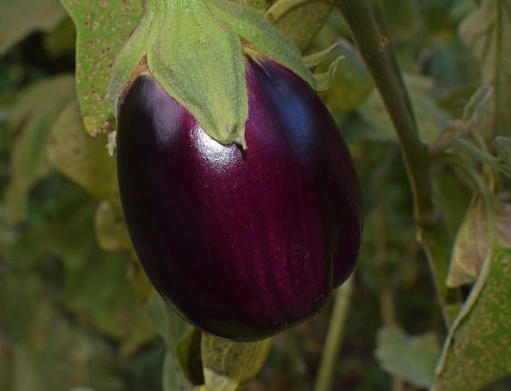 ripe eggplant, eggplant, vegetable, garden, plant, healthy, harvest, nature, purple, colorful