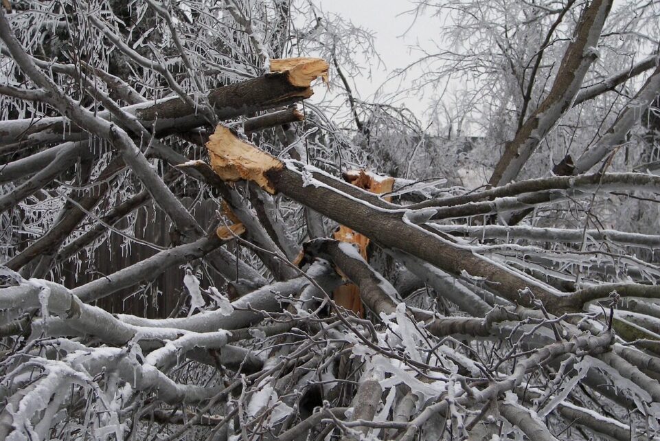 tree destruction, ice storm, damage, ice branches, tree, organic, agriculture, outdoors, environment, trunk, nature, season, white, cold, ice, snow, winter, frost, snowy, frozen, outdoor, weather, snowfall, cool, frosty, snowstorm, blizzard, snow-storm, gray storm, ice storm, ice storm, ice storm, ice storm, ice storm, blizzard