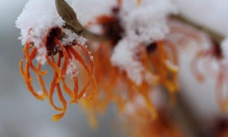 hamamelis, witch hazel, shrub, winter, hamamelis, witch hazel, witch hazel, witch hazel, witch hazel, witch hazel