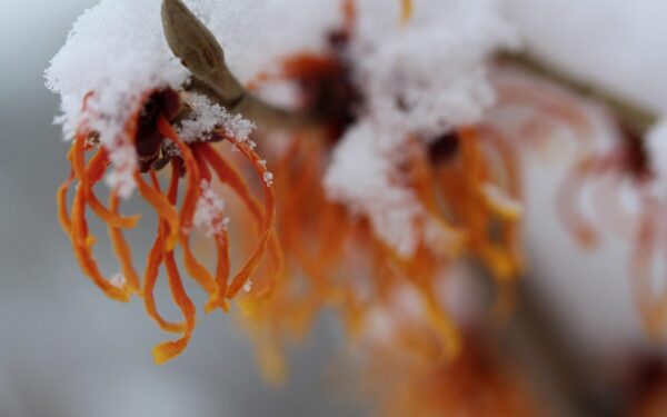 Sodas atgis net per šalčius: šis augalas žydi vidury žiemos net sniege