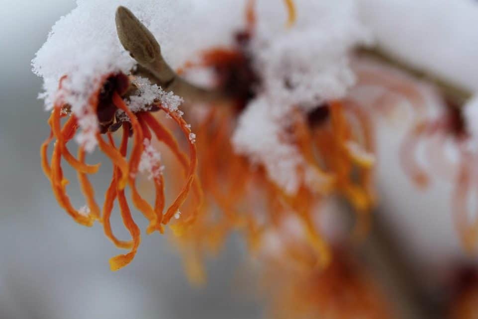 hamamelis, witch hazel, shrub, winter, hamamelis, witch hazel, witch hazel, witch hazel, witch hazel, witch hazel
