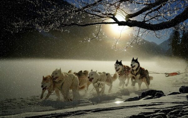 Vykstant susitikimui dėl Grenlandijos ateities Baltieji rūmai paskelbė šunų tempiamų rogių paveikslėlį