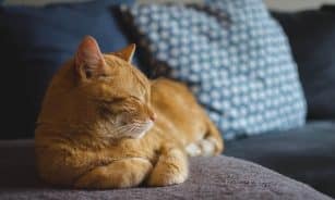 cat, animal, pet, red cat, cat's eyes, lying cat, dream, domestic cat, a well-groomed cat, calm cat, relaxation, sleeping cat, rest, dachowiec