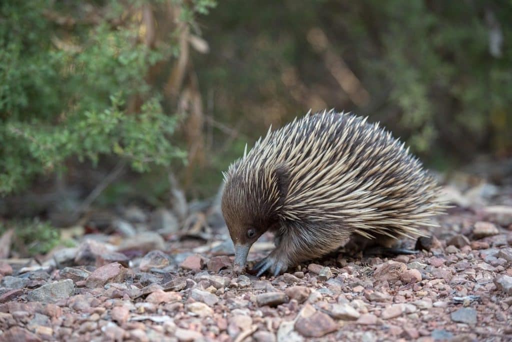 short beaked echidna, echidna, animal, monotreme, spiny anteater, tachyglossus aculeatus, egg-laying mammal, mammal, spiky, wildlife, fauna, wild, nature, australia