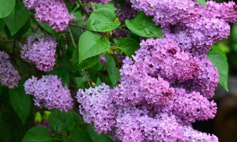 organ, flower, beautiful flowers, flower wallpaper, nature, spring, flower background, buddleja davidii