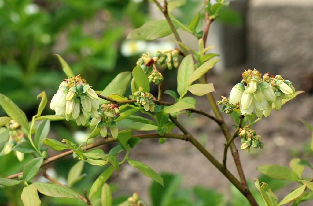 blueberry, fruit bush, flowering, spring, blueberries, berries, nature, bush, the cultivation of