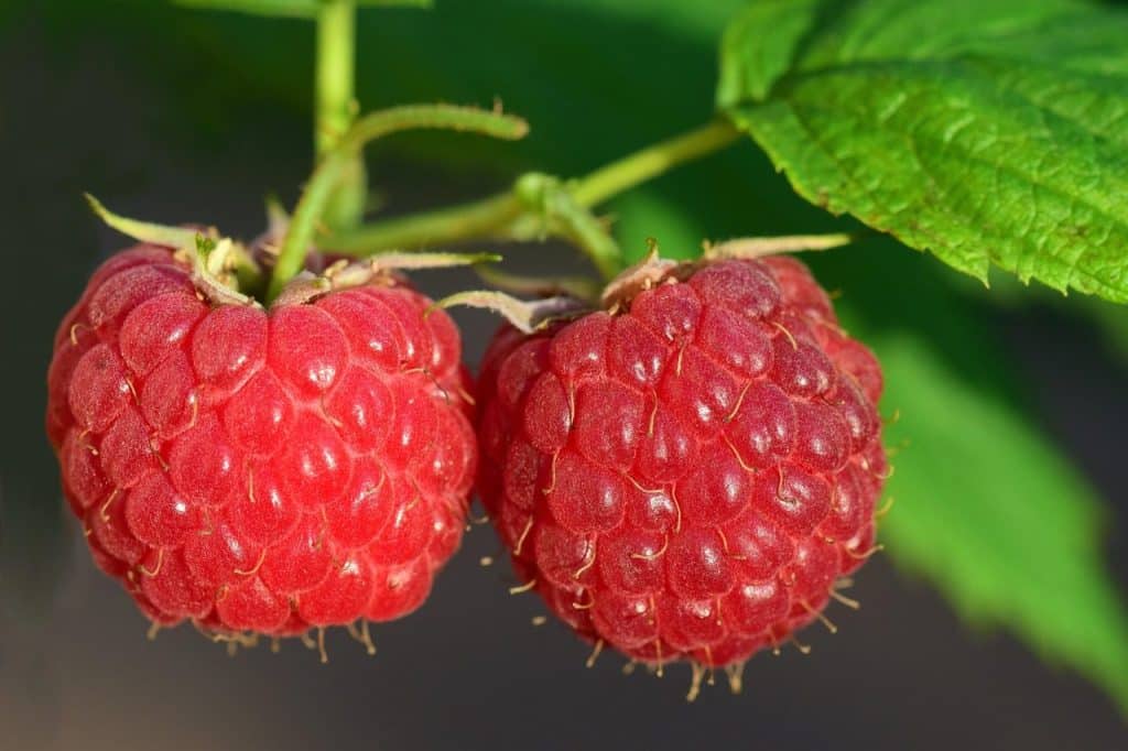 raspberries, red, fruit, berry, ripe, summer, fresh, nature, raspberry bush, close up, garden, juicy, cute, aroma, germany
