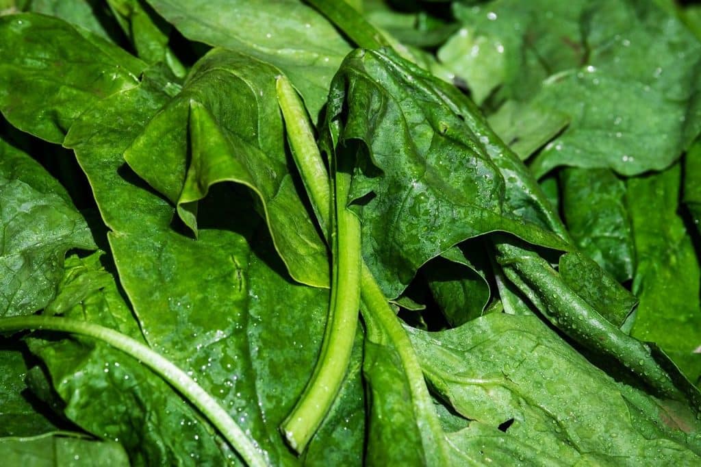 spinach, nature, leaf spinach, vegetables, leaves, fresh, vegetables spinach, green, vegetarian, vegan, vitamins, healthy, yummy, nourishment