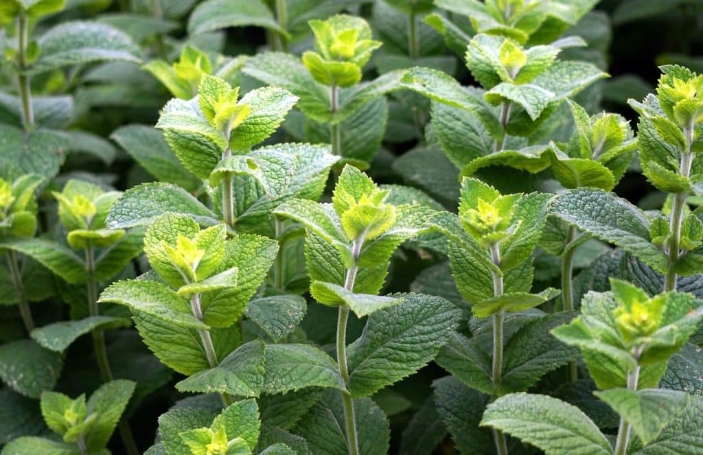 peppermint, green, leaves, medicinal herbs, herbs, tea, healthy, green mint, nature, peppermint tea, mint, peppermint, peppermint, mint, mint, mint, mint, mint
