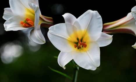 david-lily, lily, white, nature, blossoms, lilium davidii, plant, liliaceae, bloom, botanical, botany, decorative, flora, petals