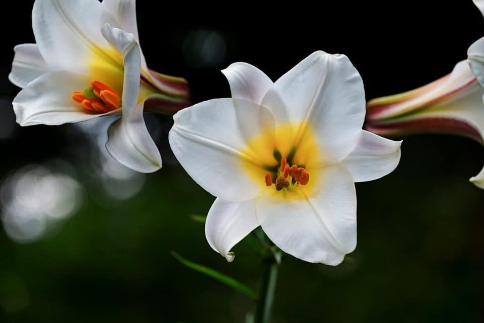 david-lily, lily, white, nature, blossoms, lilium davidii, plant, liliaceae, bloom, botanical, botany, decorative, flora, petals