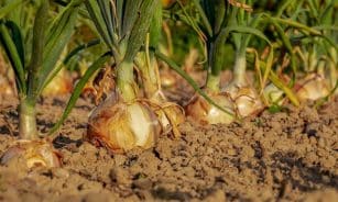 onion, fields, field, onion field, leek, vegetable garden, row, cultivation, agricultural, harvest time, floor, earth, onion, onion, onion, onion, onion, vegetable garden