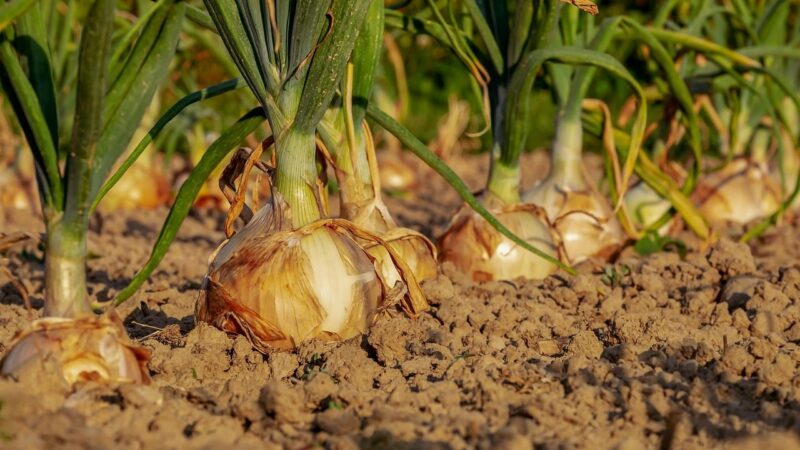 Sodininkai dažnai daro šią klaidą: štai koks tręšimo planas padės pamiršti mažą svogūnų derlių