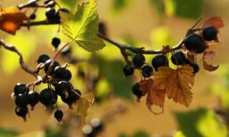 blackcurrant, berry, plant, nature, blackcurrant, blackcurrant, blackcurrant, blackcurrant, blackcurrant