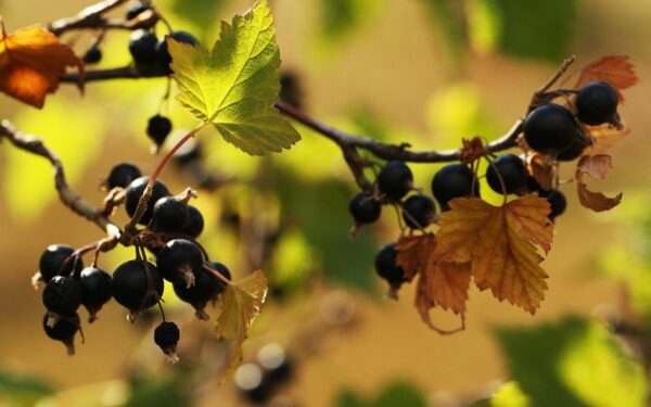 Pamirškite kenkėjus serbentų krūmuose: vienas triukas saugo nuo erkių ir ligų