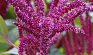 foxtail, garden-fox tail, amaranth, amaranthus, edible, seeds, herbaceous, monoecious plant, red