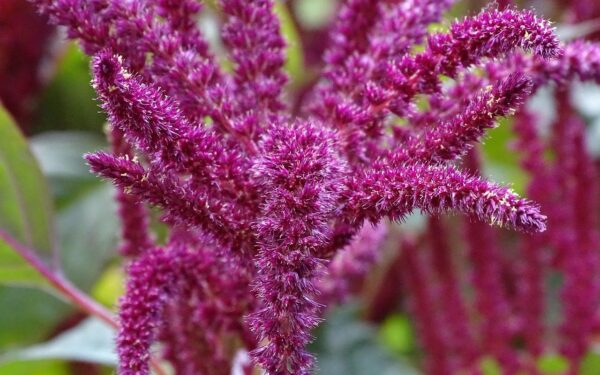 Šį augalą laikote piktžole? Mitybos specialistai sako – darote didelę klaidą