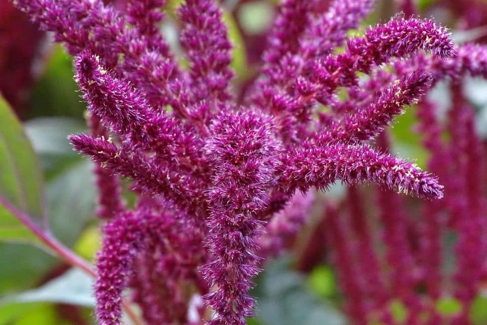 foxtail, garden-fox tail, amaranth, amaranthus, edible, seeds, herbaceous, monoecious plant, red