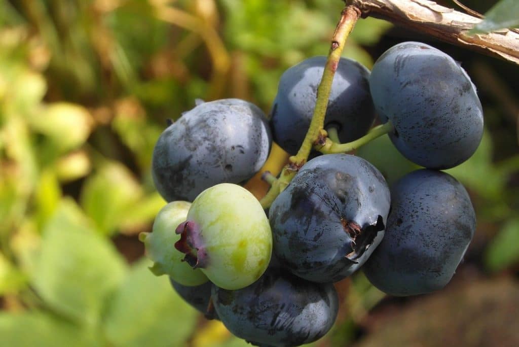 blueberry, fruit, garden, nature, bush