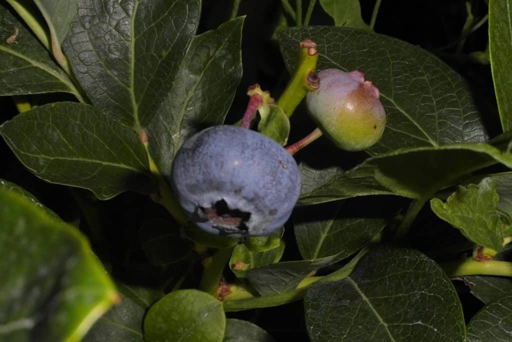 blueberry, fruit, nature, bush