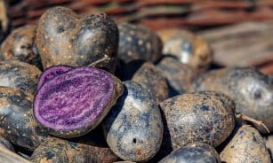 potatoes, vitelotte, delicacy, tuber, blue-black, bio, food, earth fruit, pulp, blue-purple, tasty, harvest, fall, potatoes, potatoes, vitelotte, vitelotte, vitelotte, vitelotte, vitelotte, tuber, tuber, tuber