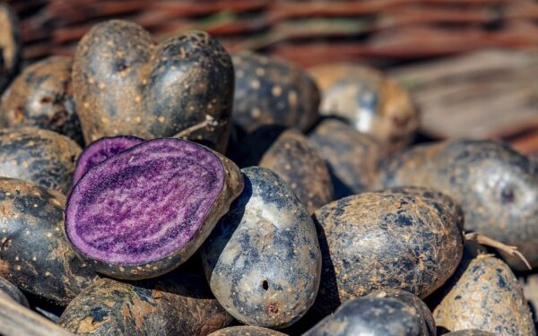 Lietuvoje dar neatrastos violetinės bulvės: kuo ši veislė naudinga jūsų sveikatai?