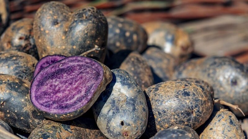 Lietuvoje dar neatrastos violetinės bulvės: kuo ši veislė naudinga jūsų sveikatai?