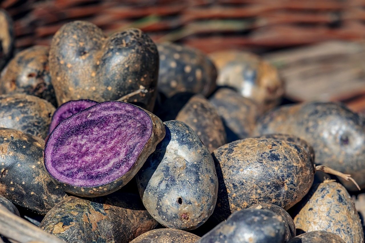 Lietuvoje dar neatrastos violetinės bulvės: kuo ši veislė naudinga jūsų sveikatai?