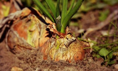 onion, root vegetable, growth, harvest, nature, plant, food, nutrition, soil