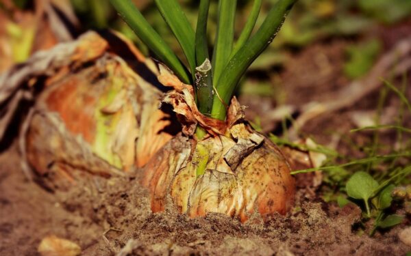 Kaimynai neteks žado: štai kaip užauginti beveik kilogramą sveriančius svogūnus
