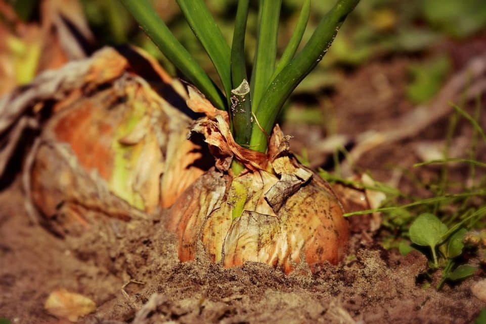 onion, root vegetable, growth, harvest, nature, plant, food, nutrition, soil